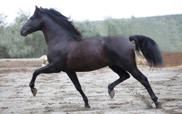 Nuestros caballos